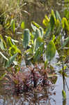 Spoonleaf sundew